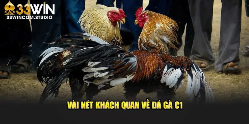 Đá gà trực tiếp C1